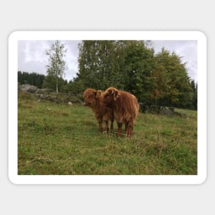 Scottish Highland Cattle Calves 1537 Sticker